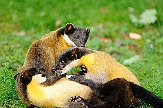 貂鼠图片_貂鼠图片大全_貂鼠图片下载