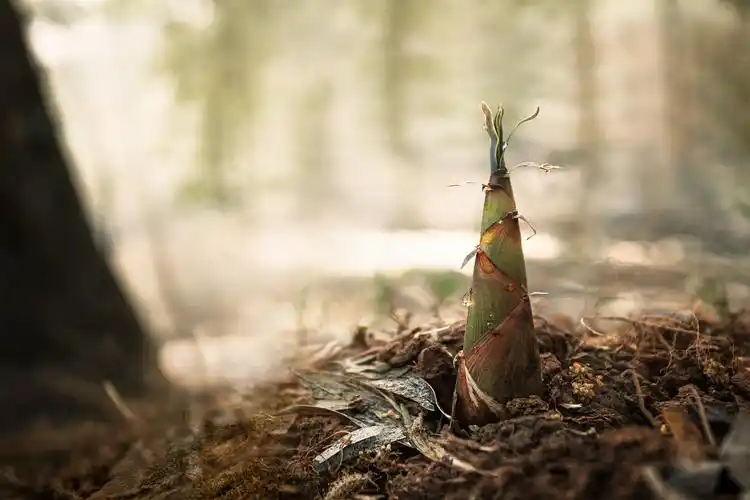 雨后春笋|摄影|风光|航程新起点 - 原创作品 - 站酷 (zcool)