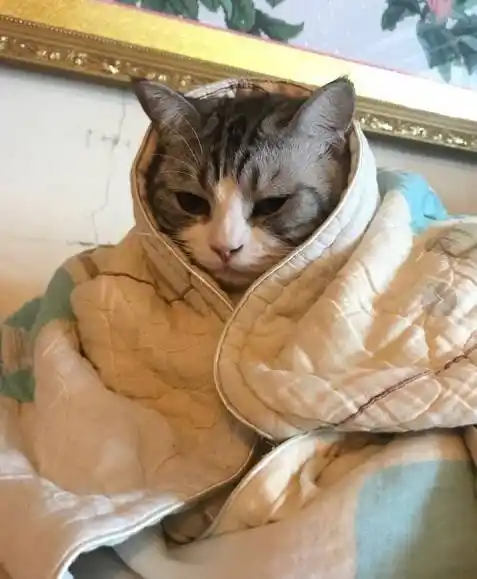 瑟瑟发抖的南方人