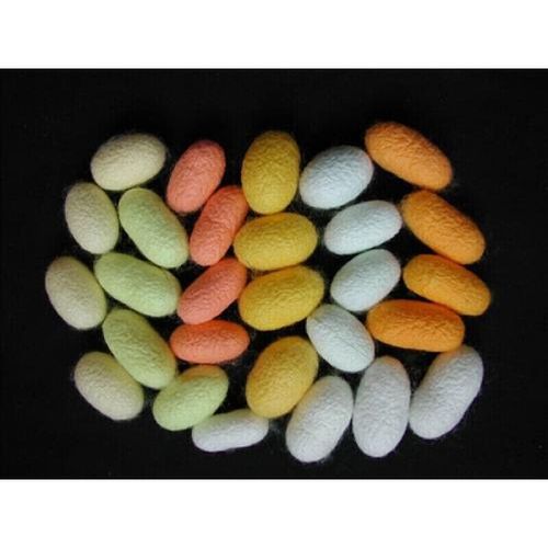 物野品种蚕宝宝斑马半稀三元蚕卵色彩蚕茧蚕茧