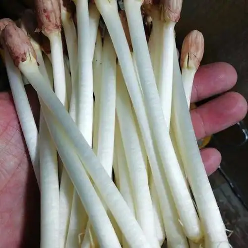 花生芽 人工种植 混装通货