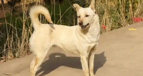 中平均值最高的,但是首先我们要了解警犬招收犬种的标准,作为一只警犬