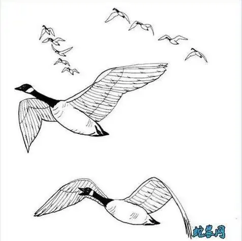 一群大雁简笔画集
