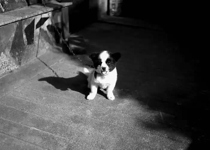 在阴阳交界处的黑白花狗