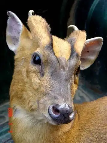 麂子.是保护动物,为什么我老家前两年还买的到.难道有人工饲养的?