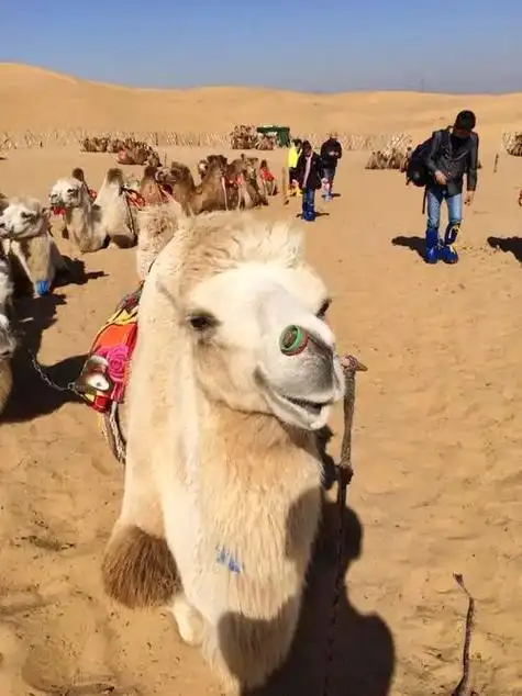 沙漠骆驼 - 北京61风景独好 - 抖音