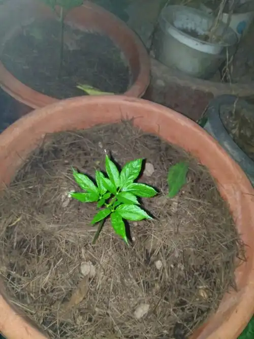 人参小苗. - 王占军 - 图虫