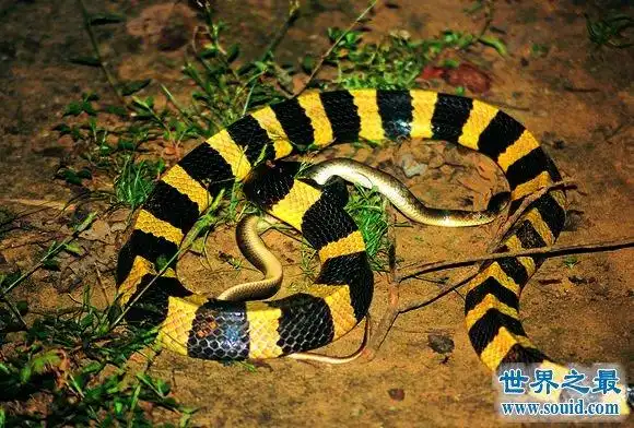 金环蛇的毒性较其近亲银环蛇弱,但仍然属剧毒蛇,而数量也较银环蛇多.