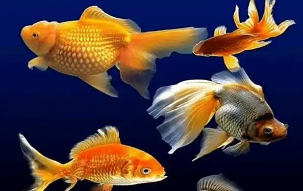 为什么养五条鱼不好?