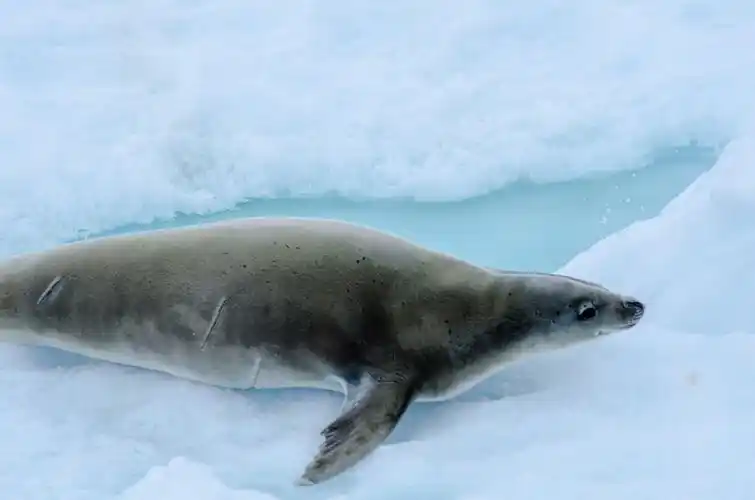 食蟹海豹