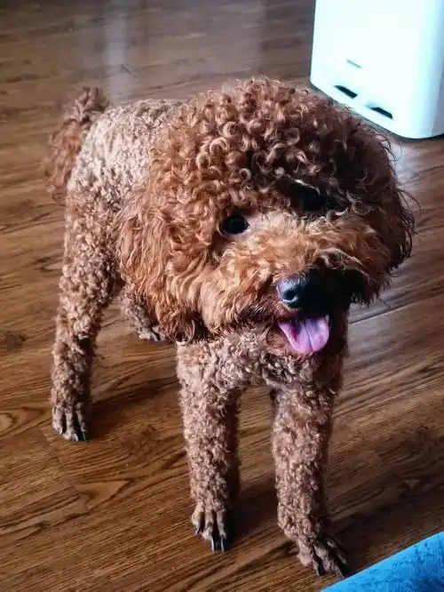 爱你吖我的小卷毛