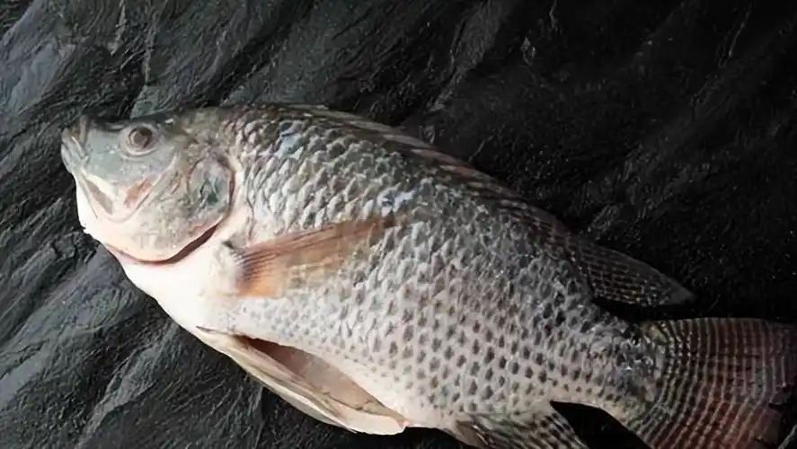 说点剧版《三体》上映后,发生的趣事_罗非鱼_电视剧_不存在