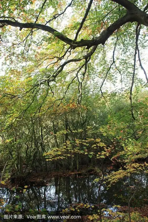 法国皮卡第的尚蒂伊森林中的池塘