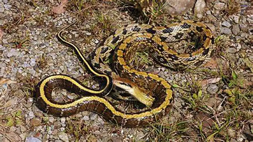 农村常说的三大家蛇,你认识吗?它们又为啥会进入家中呢?