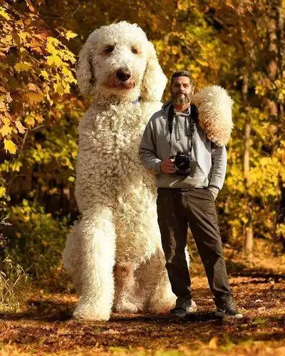 告诉你一个秘密:养狗,千万别养"巨型贵宾犬"!