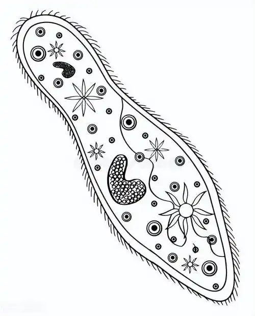 原创中国大百科全书第2版读书笔记5044草履虫