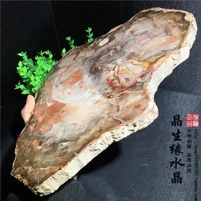 天然木化石原石切片大块造景石观赏家居摆实物图9