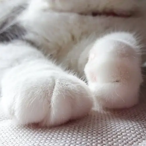 哇好大的jio大长腿有我的小短脚好看吗