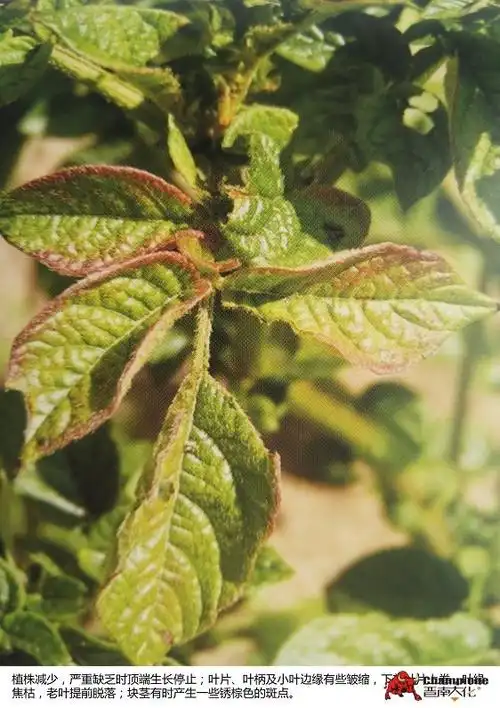 作物营养缺素症图片查询