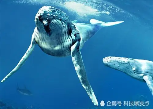 咱们连外星生命都没无法找到,就更不要说比蓝鲸体型还要巨大的生物了