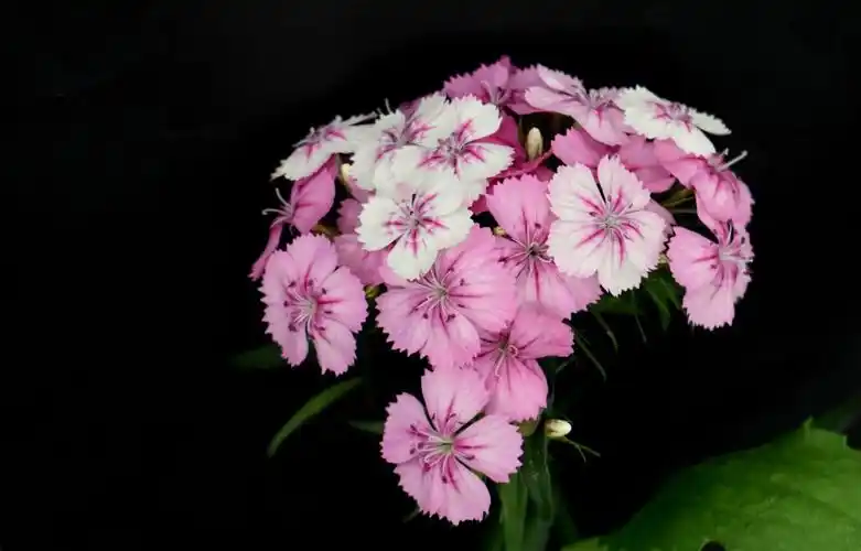 [风姿绰约]一簇一花千变万化:须苞石竹