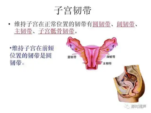 34张彩图详细解答子宫及附件解剖及生理