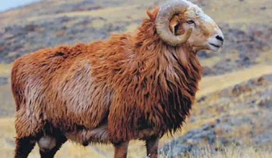 第一视频带你走进百城千乡新疆塔城