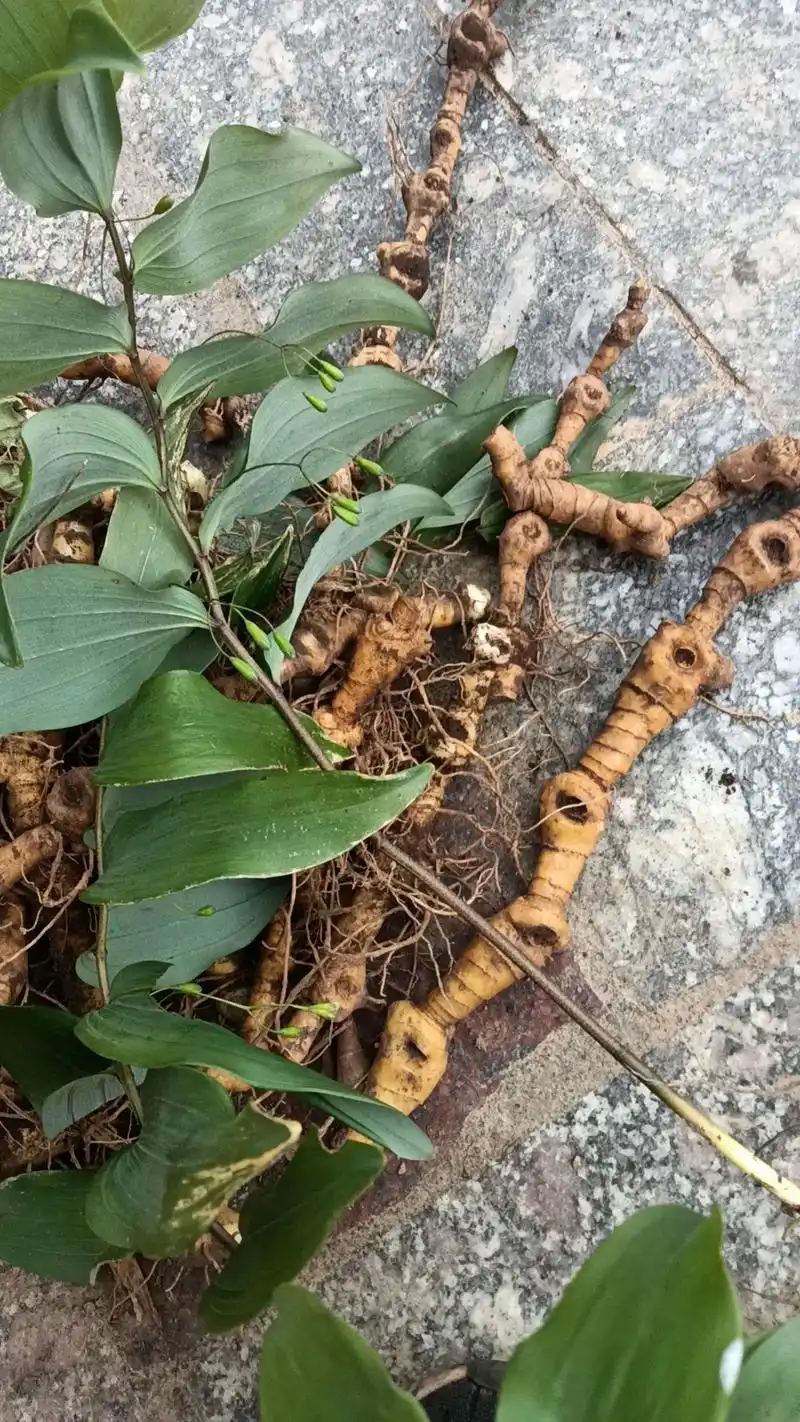 万能的抖音这到底是玉竹还是黄精啊?#野生药材 #黄精