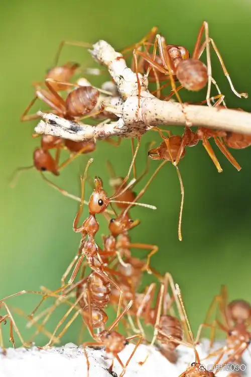 蚂蚁,作为地球上数量众多,分布广泛的昆虫,它们的种类丰富多样,从