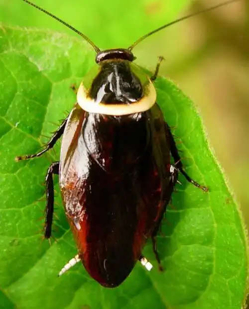 蟑螂提取物101美洲大蠊提取物蟑螂粉斯诺特厂家