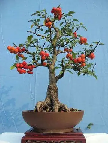 冬红果盆景的造型设计与养护管理