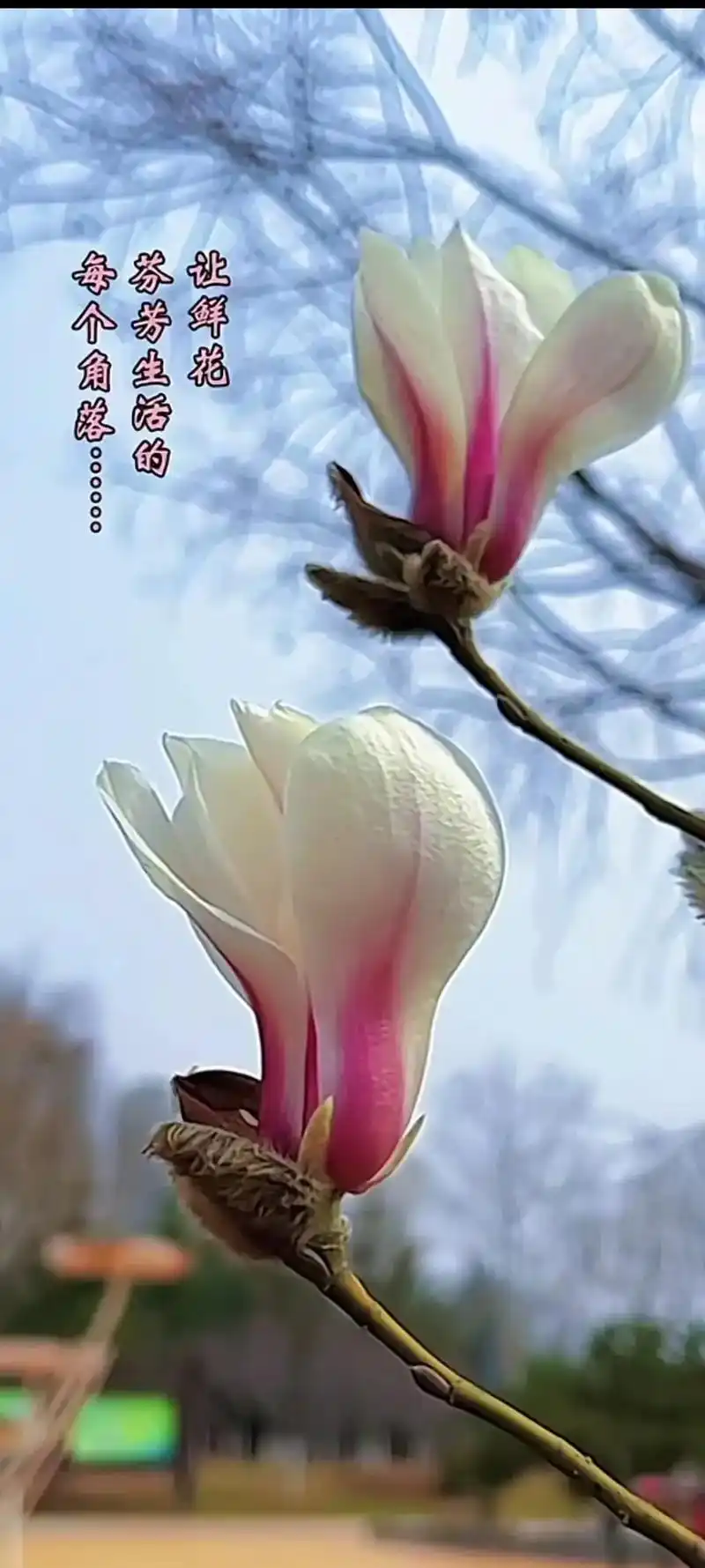 白玉兰的花语是:纯洁的爱,真挚,高洁,芬芳……#玉兰花#上热 - 抖音