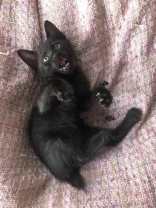 黑猫小时候有多丑长大了就有多帅