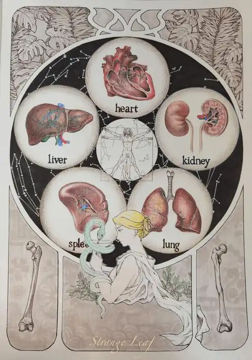 全国解剖绘图大赛,我省一高校独获两奖_医学生_作品_新乡