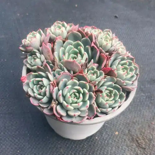 爱火猪鼻鼻子娜娜小勾高贵多肉植物群生货好多肉植物