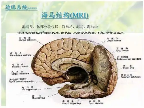 培养海马记忆,改变记忆质量|海马汽车|般若心经|海马体|间脑|脑细胞