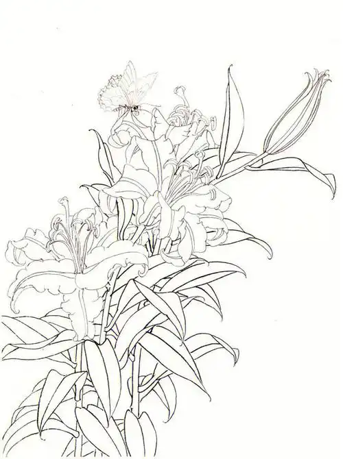 工笔百合花画法