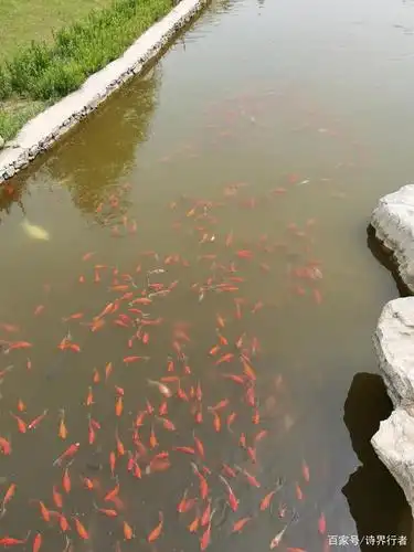 拨喇:鱼尾拨水声,喻鱼疾游.