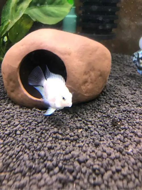 鱼友交流请大神鉴定下白色迷你鹦鹉公母