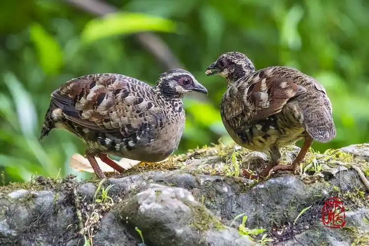 难得一见的褐胸山鹧鸪