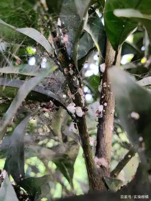 柑橘常见虫害——吹绵蚧