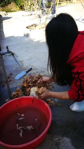 女汉子妈妈在杀鸡