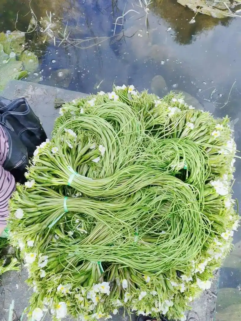 云南特产水性扬花洱海菜特色新鲜蔬菜菜大理海菜花1斤装