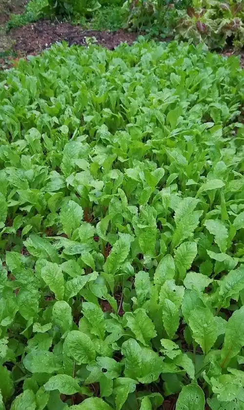 腌制萝卜苗,制作萝卜苗茶的方法