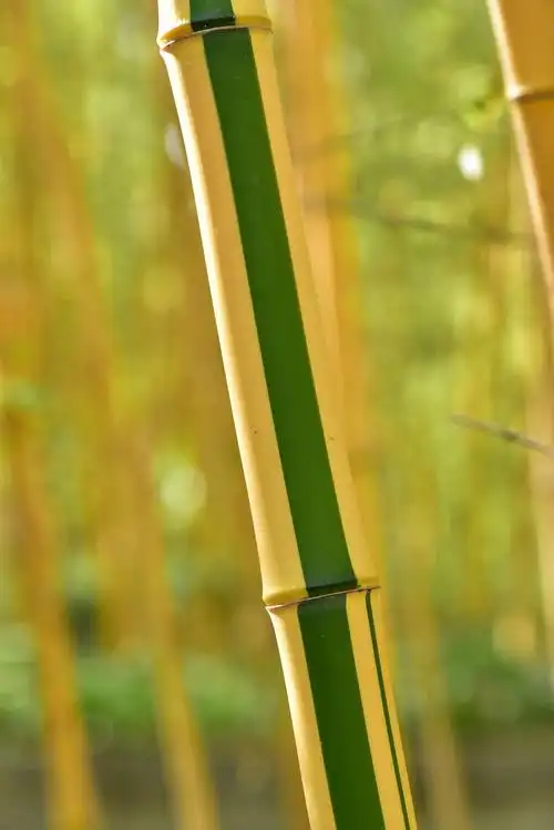 金镶玉竹的做法