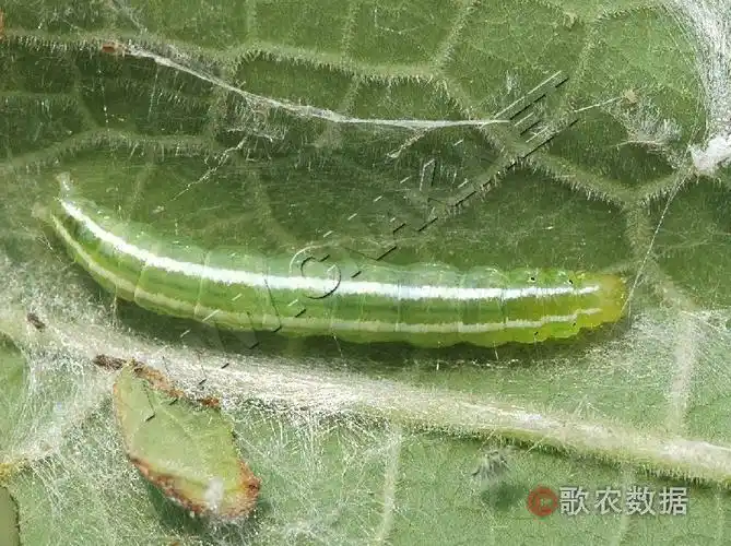简介瓜绢螟 diaphania indica  (saunders)属鳞翅目,螟蛾科,绢野螟属.