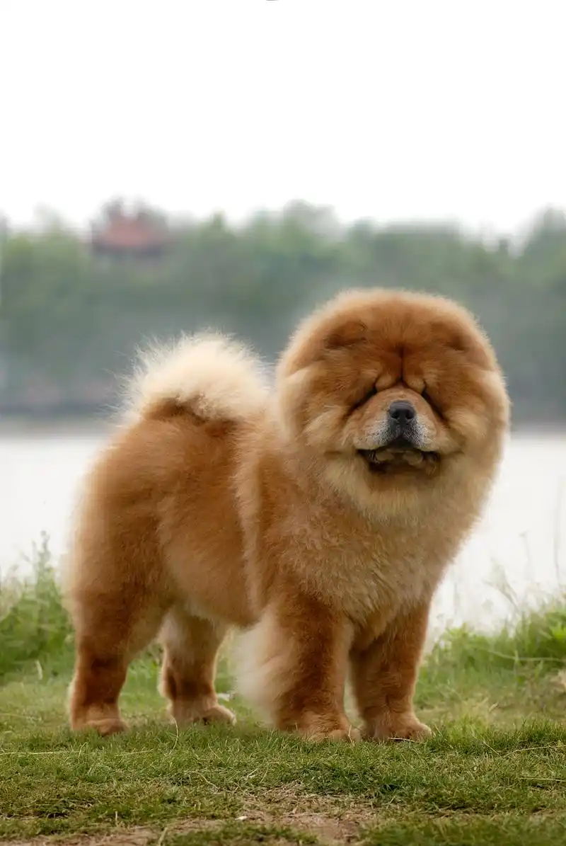 毛色特征松狮有两种被毛,长毛和短毛.