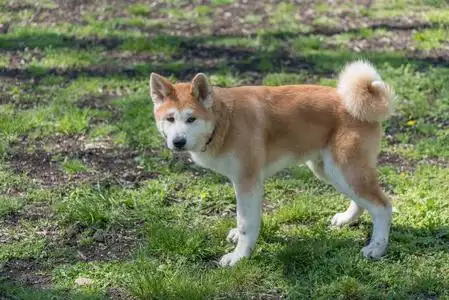 家养动物-彩色图像照片