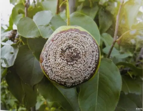 梨褐腐病的发生原因及防治技术