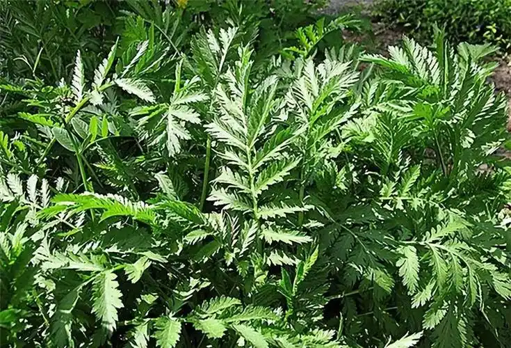 治疗_潍坊_虫子